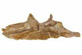 Fossil Theropod (Troodon?) Ilium - Montana #113083-9